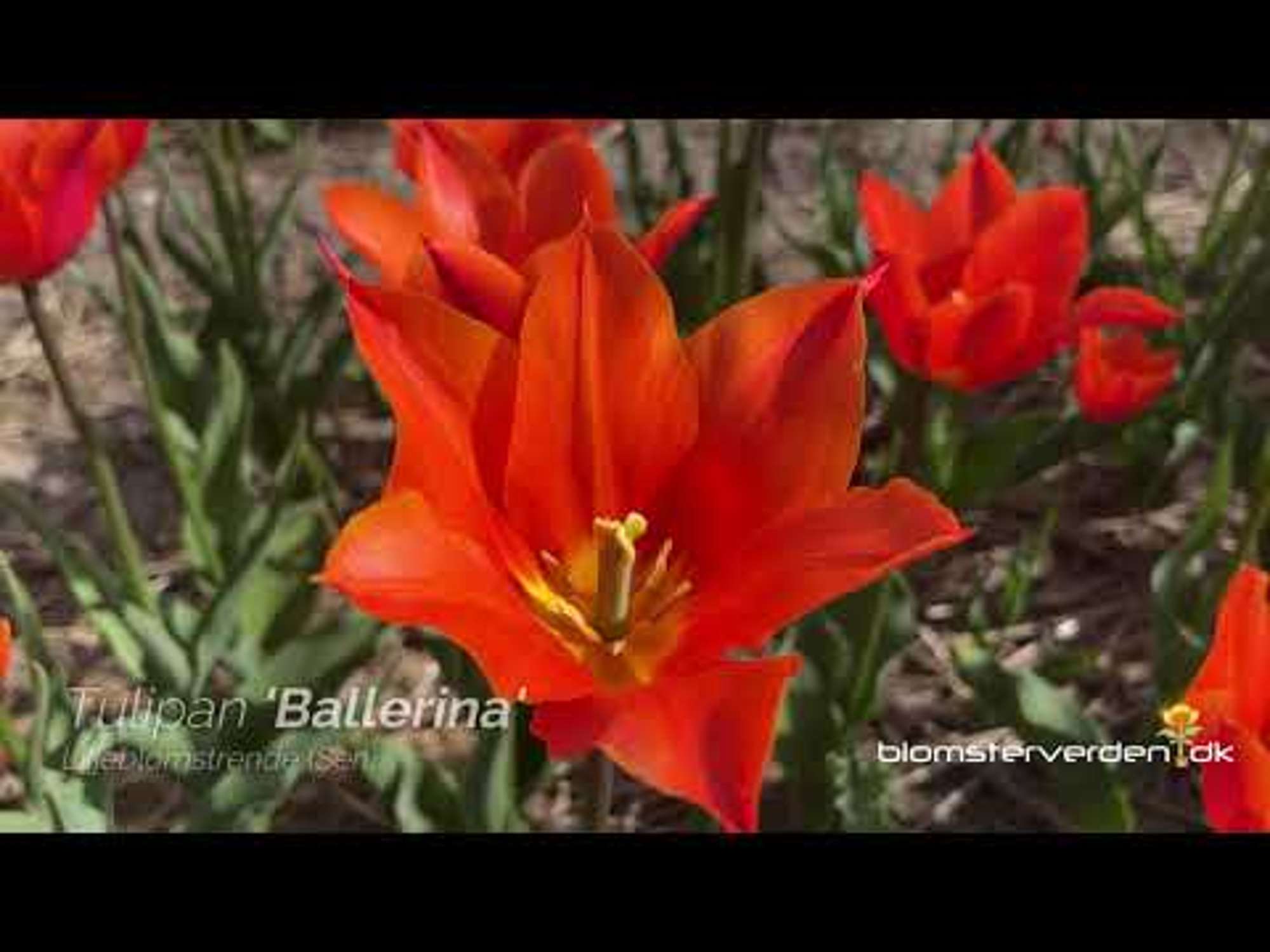 Tulpe 'Ballerina'